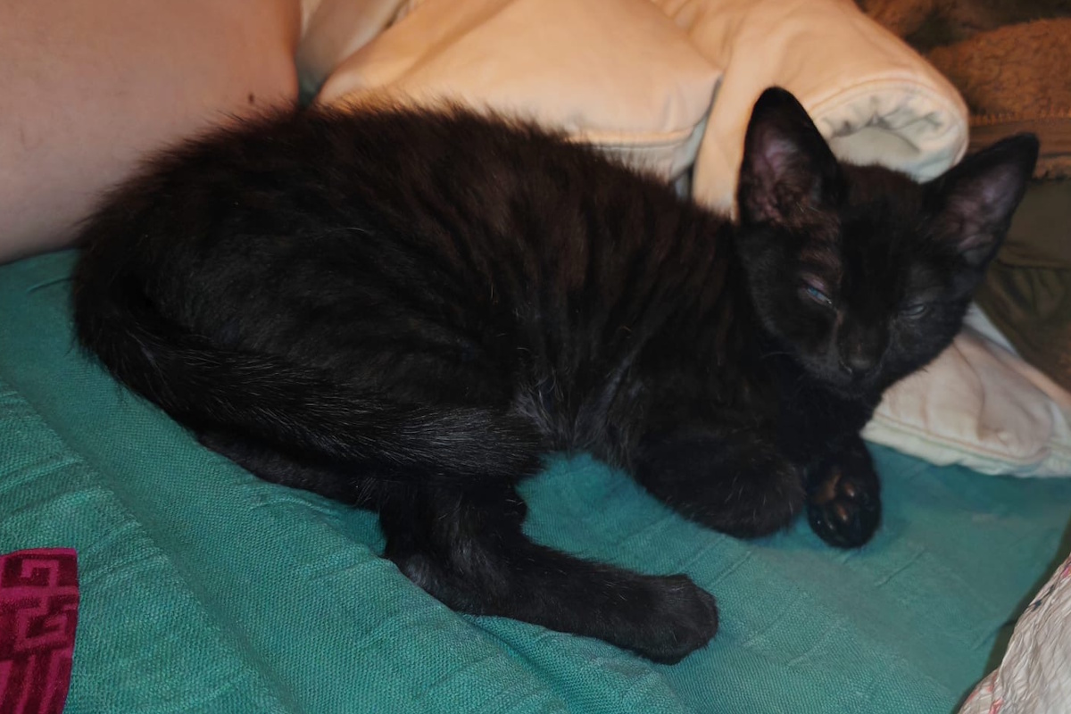 Hagrid, un des premiers chatons sauvé par l'association les minous oubliés