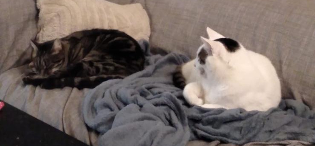 Deux minous sauvés par l'association, les minous oubliès, dorment sur un canapé- Licence CC-BY-NC-SA