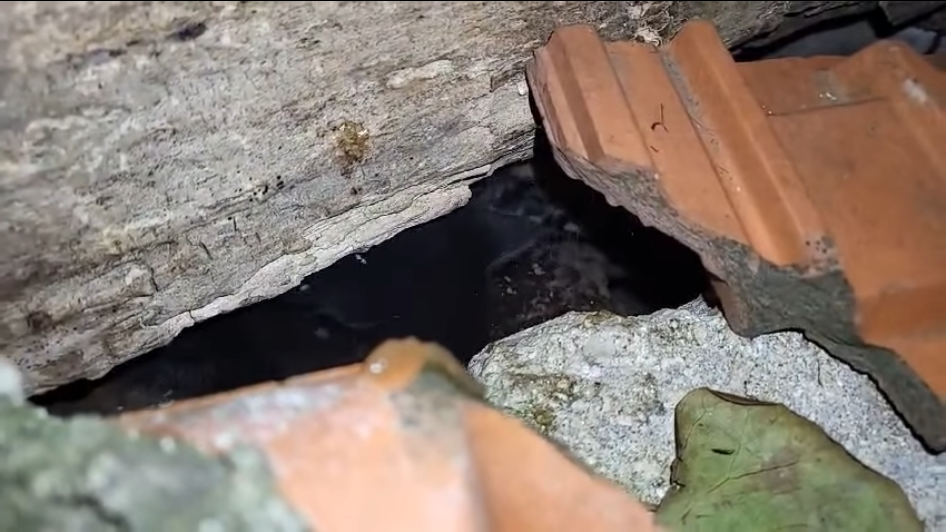 Des chatons cachés sous des tuilles- Licence image CC-BY-NC-SA