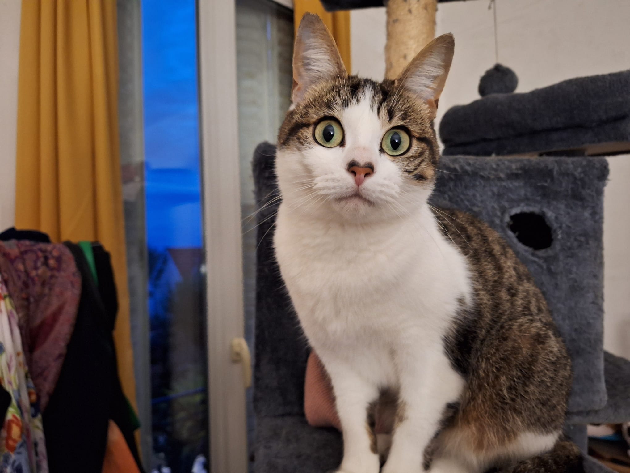 les beaux yeux d'un chat de l'association les Minous Oubliés - licence image CC-BY-NC-SA