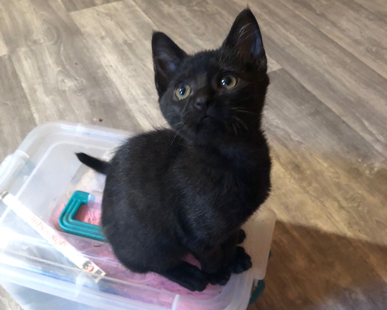 le petit chaton noir des minous oubliès - licence image CC-BY-NC-SA