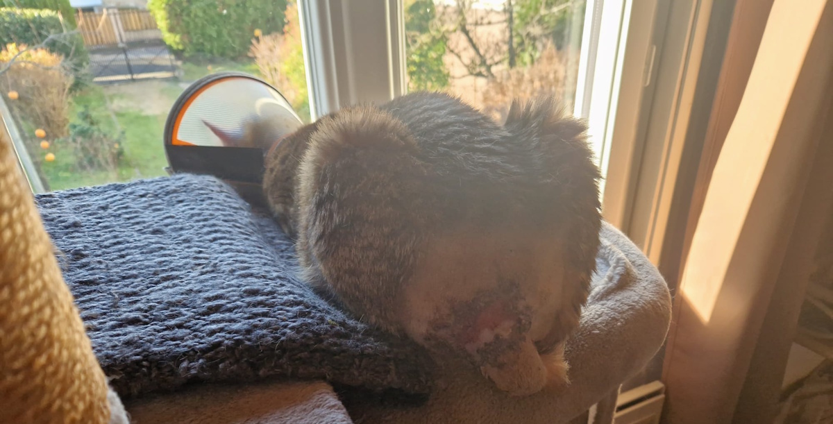 Jaimie après son opération, la plaie commence à cicatriser