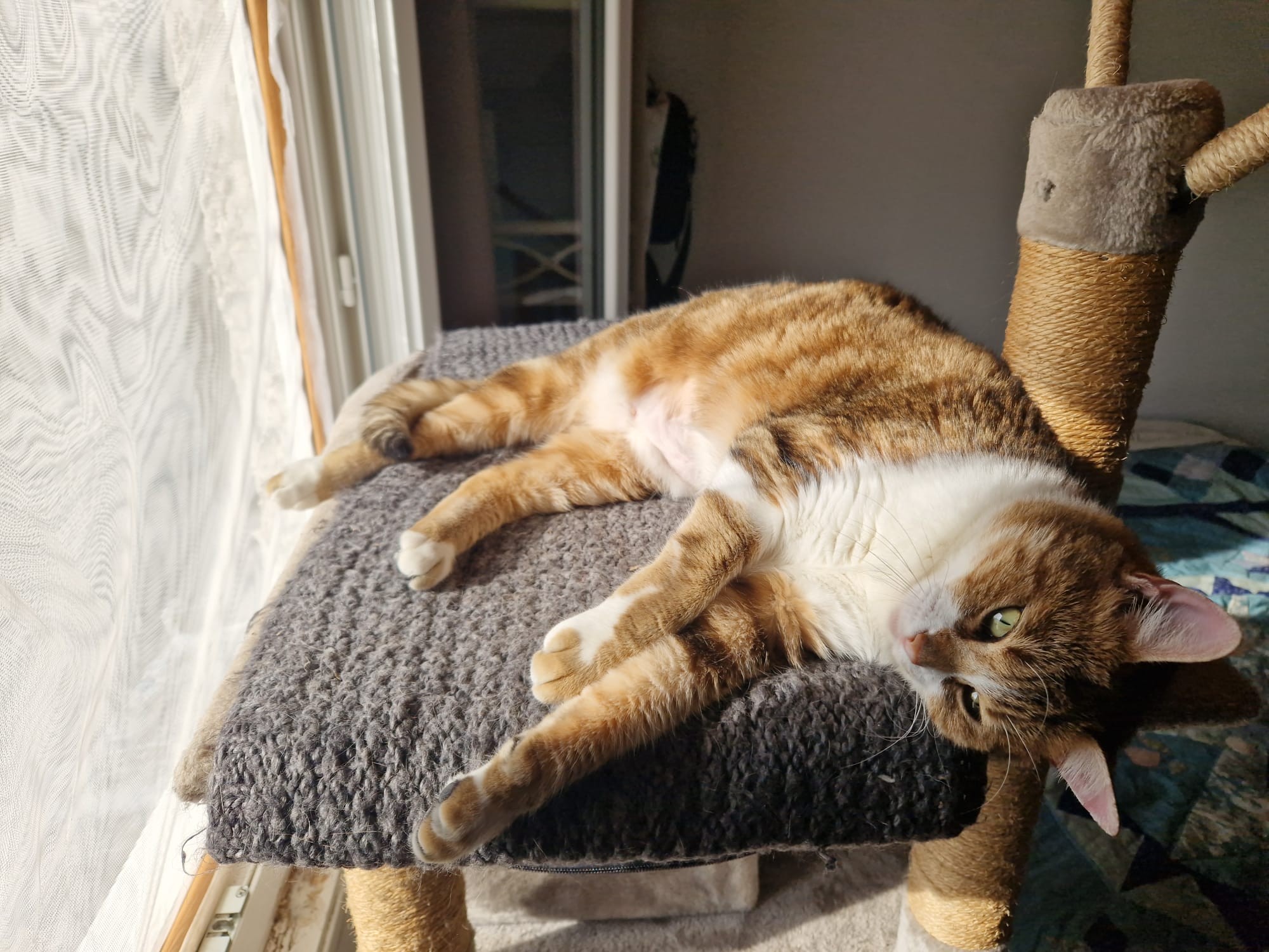 jaimie après opération portant une collerette de protection - licence image CC-BY-NC-SA