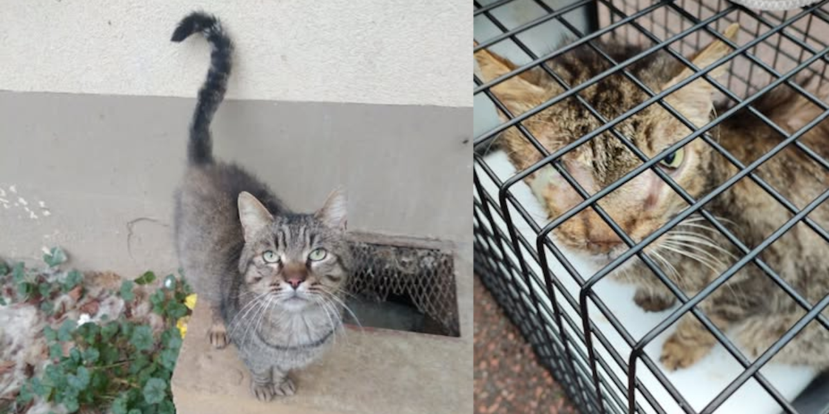 Turbo enfin capturé grâce à une cloche cage