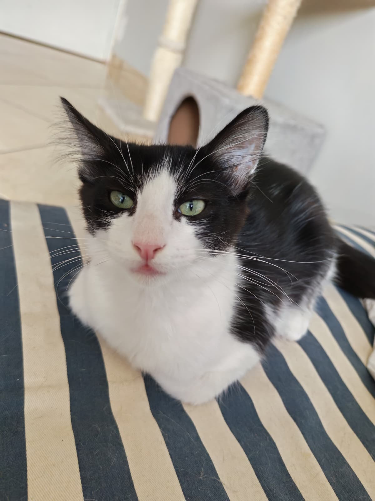 Milo