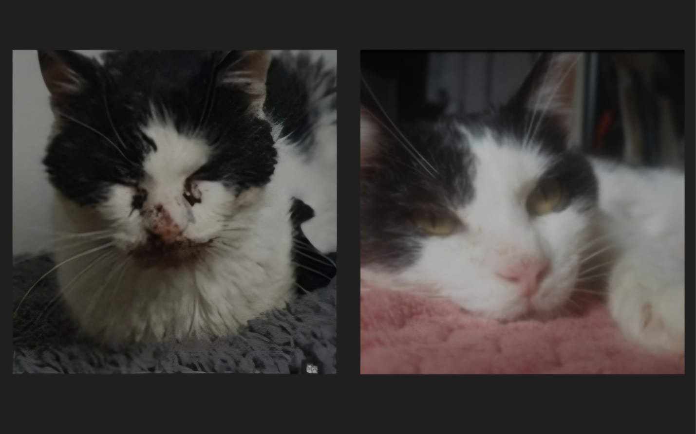 avant apres chat calicivirus fifi