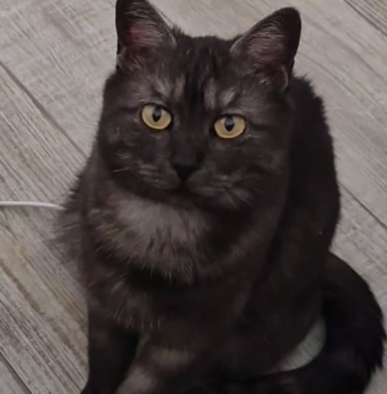 millie.png