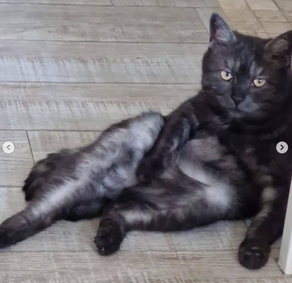 millie_2.png